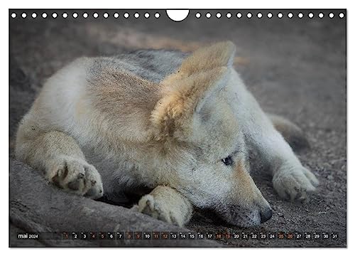 The little grey wolves (Wall Calendar 2024 DIN A4 Landscape), CALVENDO 12 Month Wall Calendar