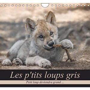 The little grey wolves (Wall Calendar 2024 DIN A4 Landscape), CALVENDO 12 Month Wall Calendar