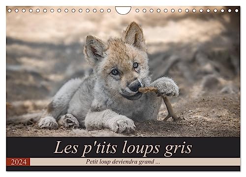 The little grey wolves (Wall Calendar 2024 DIN A4 Landscape), CALVENDO 12 Month Wall Calendar