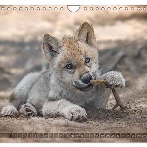 The little grey wolves (Wall Calendar 2024 DIN A4 Landscape), CALVENDO 12 Month Wall Calendar