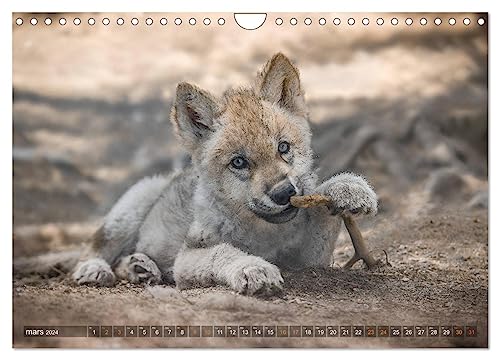 The little grey wolves (Wall Calendar 2024 DIN A4 Landscape), CALVENDO 12 Month Wall Calendar