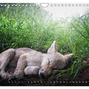 The little grey wolves (Wall Calendar 2024 DIN A4 Landscape), CALVENDO 12 Month Wall Calendar