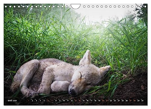 The little grey wolves (Wall Calendar 2024 DIN A4 Landscape), CALVENDO 12 Month Wall Calendar