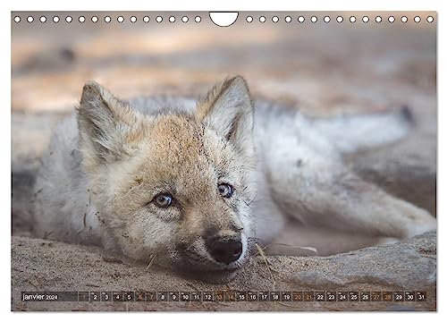 The little grey wolves (Wall Calendar 2024 DIN A4 Landscape), CALVENDO 12 Month Wall Calendar