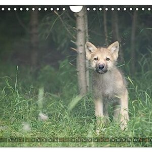 The little grey wolves (Wall Calendar 2024 DIN A4 Landscape), CALVENDO 12 Month Wall Calendar