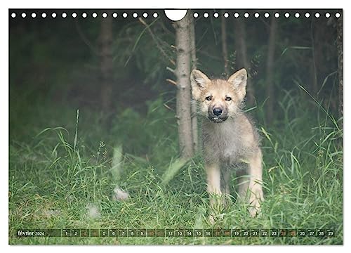 The little grey wolves (Wall Calendar 2024 DIN A4 Landscape), CALVENDO 12 Month Wall Calendar