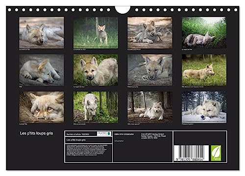 The little grey wolves (Wall Calendar 2024 DIN A4 Landscape), CALVENDO 12 Month Wall Calendar