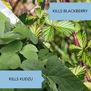 BioAdvanced Brush Killer Plus, Ready-to-Spray, 32 oz – Kills Tough Brush Roots & All, Kills Poison Ivy