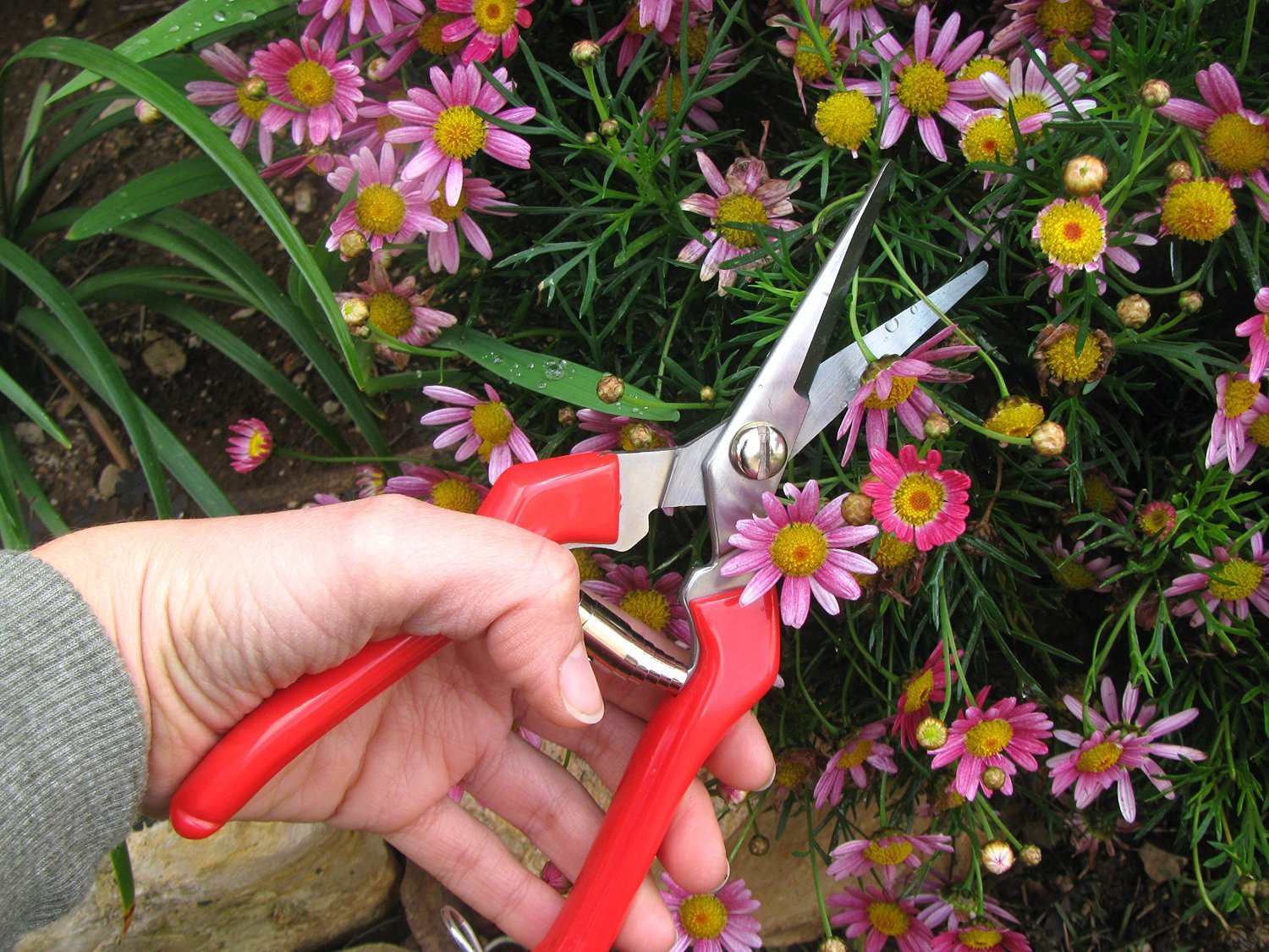 TABOR TOOLS K77A Straight Pruning Shears with Stainless Steel Blades, Florist Scissors, Multi-Tasking Garden Snips for Arranging Flowers, Trimming Plants, Harvesting Herbs, Fruits or Vegetables.