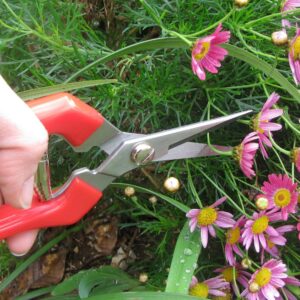 TABOR TOOLS K77A Straight Pruning Shears with Stainless Steel Blades, Florist Scissors, Multi-Tasking Garden Snips for Arranging Flowers, Trimming Plants, Harvesting Herbs, Fruits or Vegetables.