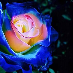 200+ Rare Blue Pink Roses Seeds for Planting, Hybrid Rare Rose, Perennial Shrub