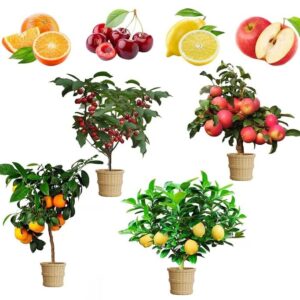 Mix Dwarf Bonsai Fruit Tree Seeds for Planting, 50+ Lemon Tree Seeds 50+ Cherry Tree Seeds 50+ Orange Tree Seeds 50+ Apple Seeds, 4 Variety Individual Packs, Organic Heirloom Fruit Seeds