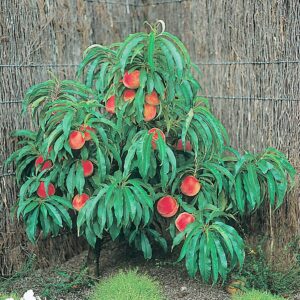 Dwarf Peach Tree Seeds GMO Free Organic Compact Size Popular Choices for Small Gardens, Patios, Balconies, and Even Indoor Cultivation Easier Maintenance 10Pcs Fruit Seeds by YEGAOL Garden