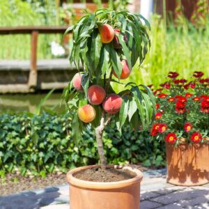 Dwarf Peach Tree Seeds GMO Free Organic Compact Size Popular Choices for Small Gardens, Patios, Balconies, and Even Indoor Cultivation Easier Maintenance 10Pcs Fruit Seeds by YEGAOL Garden