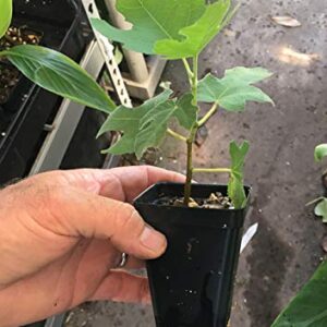 Fignomenal Dwarf Fig Tree – Dwarf Fig Plant – Self Fertile