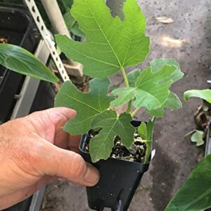 Fignomenal Dwarf Fig Tree – Dwarf Fig Plant – Self Fertile