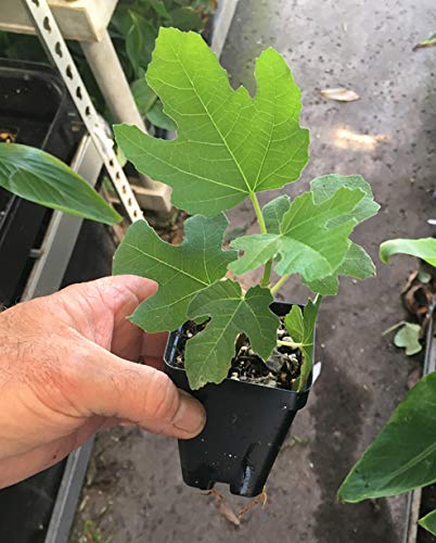 Fignomenal Dwarf Fig Tree – Dwarf Fig Plant – Self Fertile