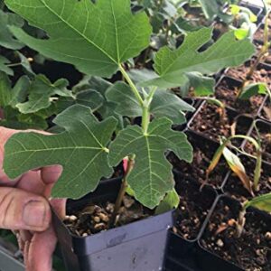 Fignomenal Dwarf Fig Tree – Dwarf Fig Plant – Self Fertile