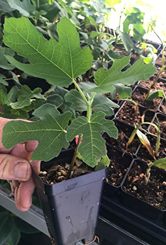 Fignomenal Dwarf Fig Tree – Dwarf Fig Plant – Self Fertile