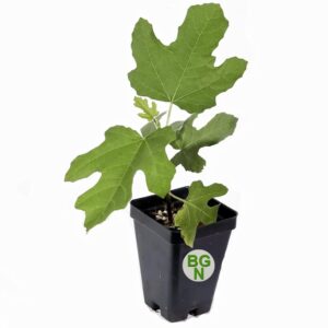 Fignomenal Dwarf Fig Tree – Dwarf Fig Plant – Self Fertile