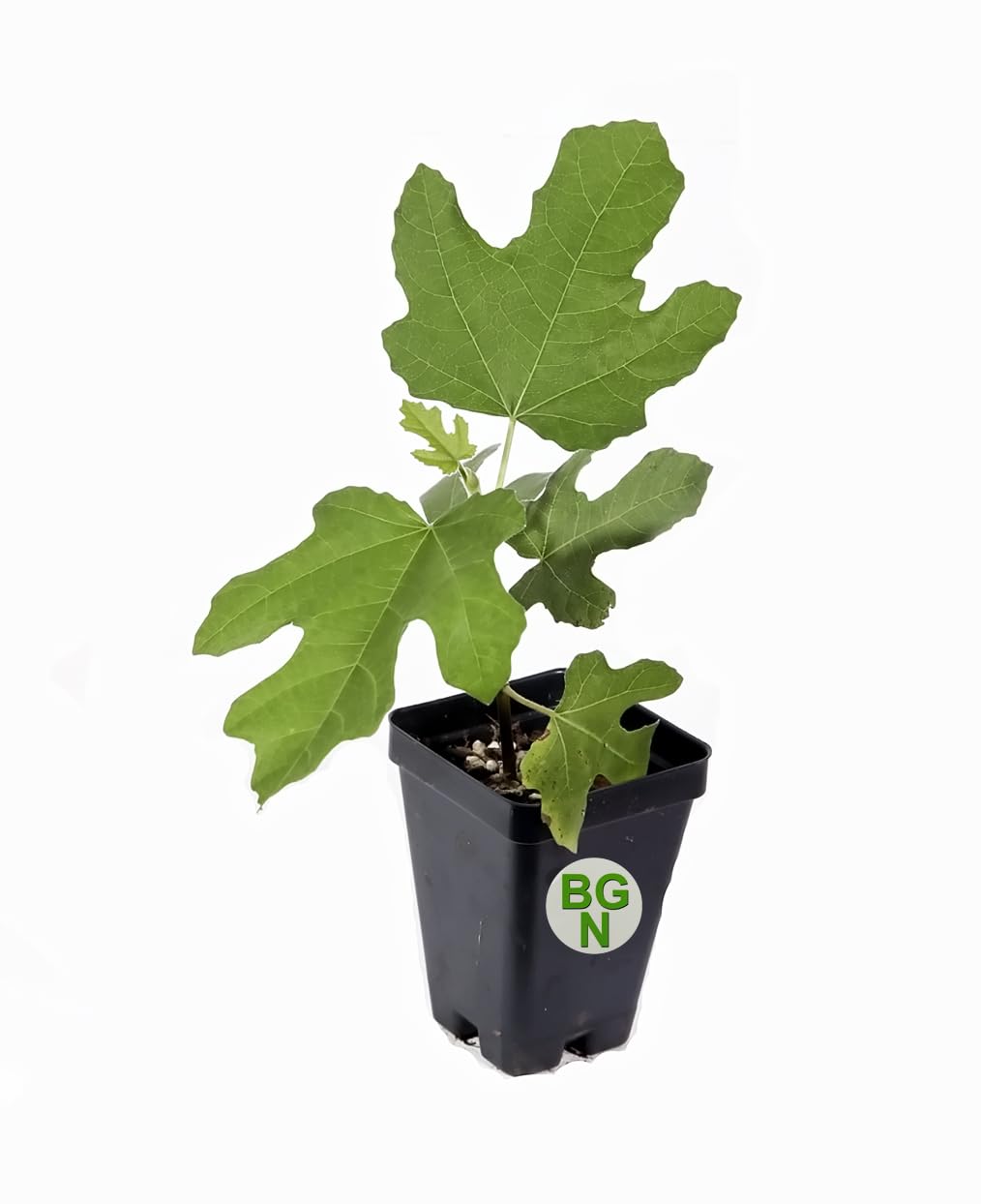 Fignomenal Dwarf Fig Tree – Dwarf Fig Plant – Self Fertile