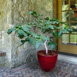 Fignomenal Dwarf Fig Tree – Dwarf Fig Plant – Self Fertile