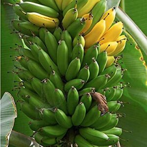 Oldworldtropicals Musa 'Dwarf' Banana Trees Live Cold Hardy Tropical Plant