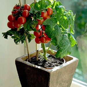 Dwarf Bush Cherry Tomatoes Seeds for Planting About 20 Seeds for Growing Indoors and Outdoors