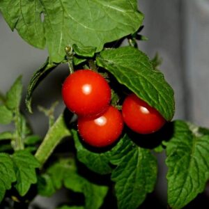 Dwarf Bush Cherry Tomatoes Seeds for Planting About 20 Seeds for Growing Indoors and Outdoors