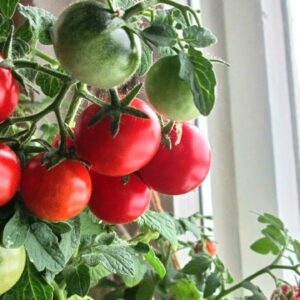 Dwarf Bush Cherry Tomatoes Seeds for Planting About 20 Seeds for Growing Indoors and Outdoors