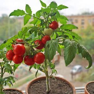 Dwarf Bush Cherry Tomatoes Seeds for Planting About 20 Seeds for Growing Indoors and Outdoors