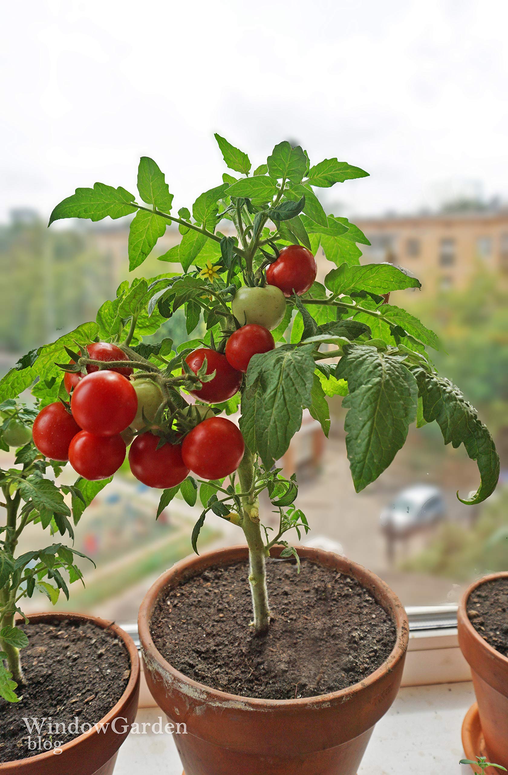 Dwarf Bush Cherry Tomatoes Seeds for Planting About 20 Seeds for Growing Indoors and Outdoors