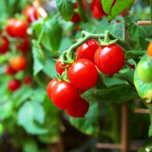 Dwarf Bush Cherry Tomatoes Seeds for Planting About 20 Seeds for Growing Indoors and Outdoors