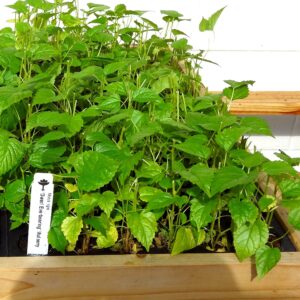 Mulberry "Dwarf Everbearing" Price includes Four (4) Plants