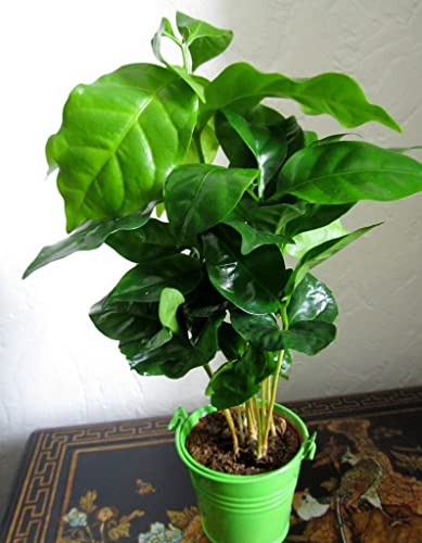 SeedsUP - 5+ Seeds Arabian Coffee Tree (Mountain Plant) - Tree Dwarf