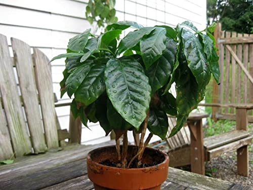 SeedsUP - 5+ Seeds Arabian Coffee Tree (Mountain Plant) - Tree Dwarf