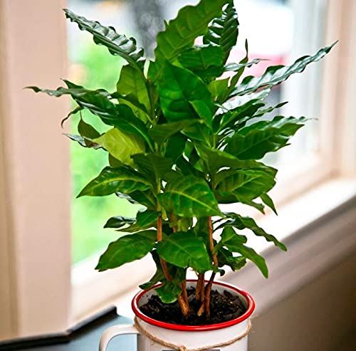 SeedsUP - 5+ Seeds Arabian Coffee Tree (Mountain Plant) - Tree Dwarf