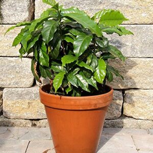 SeedsUP - 5+ Seeds Arabian Coffee Tree (Mountain Plant) - Tree Dwarf