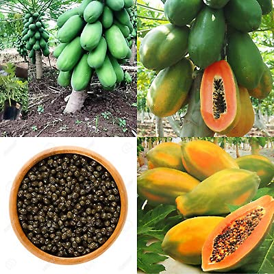 25+ Waimanalo Dwarf Papaya Fruit Seeds for Planting - Very Fresh, Rare, Organic, Tropical Seeds for Home Gardeners - High Yielding, Fast-Maturing and Sweet Flavor - Compact Size for Small Spaces