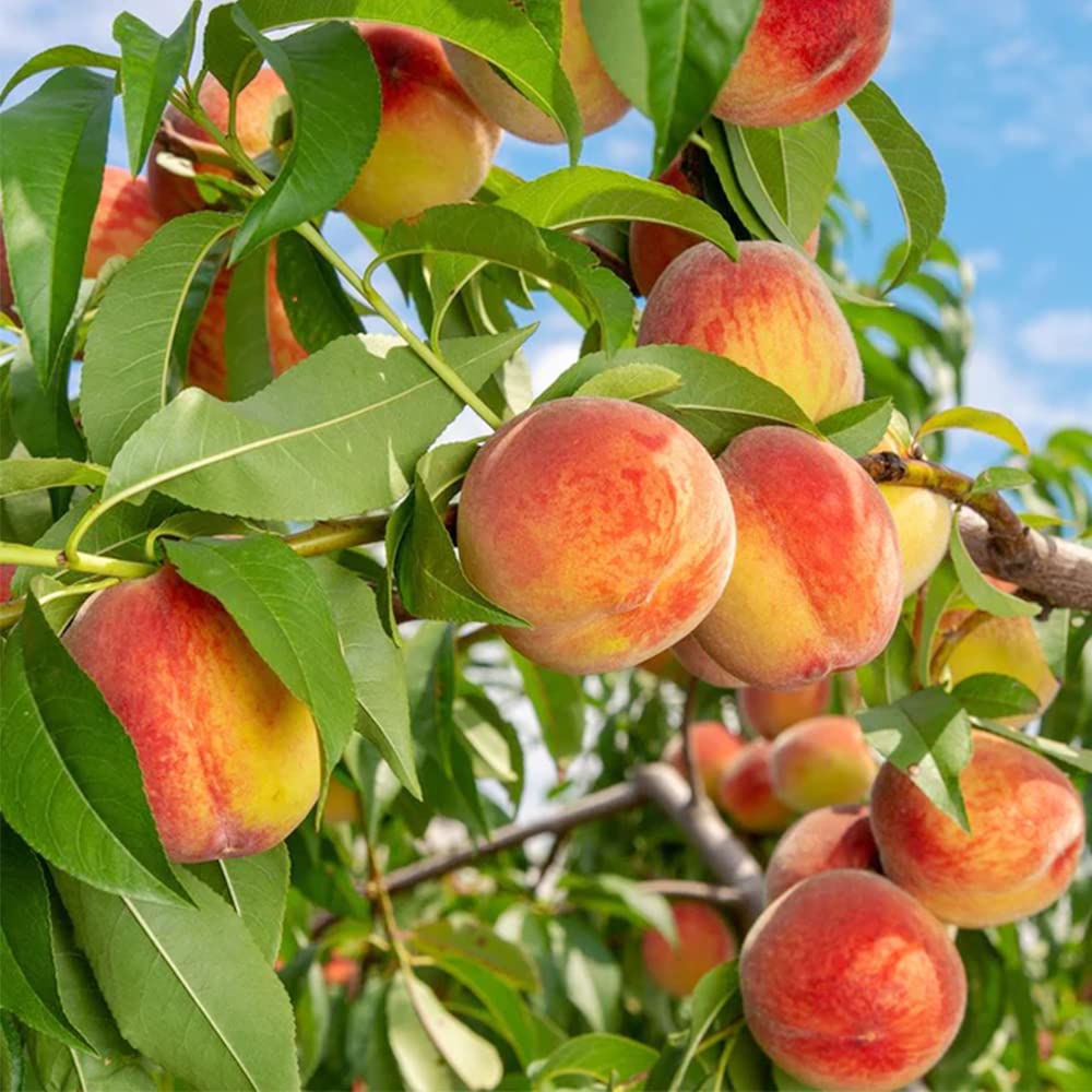 QAUZUY GARDEN 10 Seeds Dwarf Peach Fruit Tree Seeds Non-GMO Seeds Early Maturing Plant Self-Fertilization Decilious Fruit to Plant Indoor/Outdoor Easy to Gow