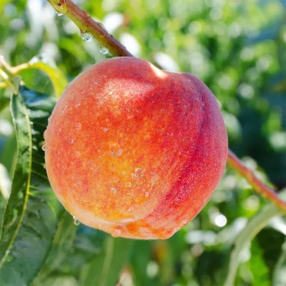 QAUZUY GARDEN 10 Seeds Dwarf Peach Fruit Tree Seeds Non-GMO Seeds Early Maturing Plant Self-Fertilization Decilious Fruit to Plant Indoor/Outdoor Easy to Gow