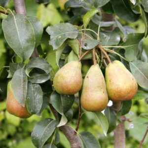 European Pear Tree Pyrus Communis Fruit Seeds - White Flowers / Green Fruit rasa1ca (25 Seeds)