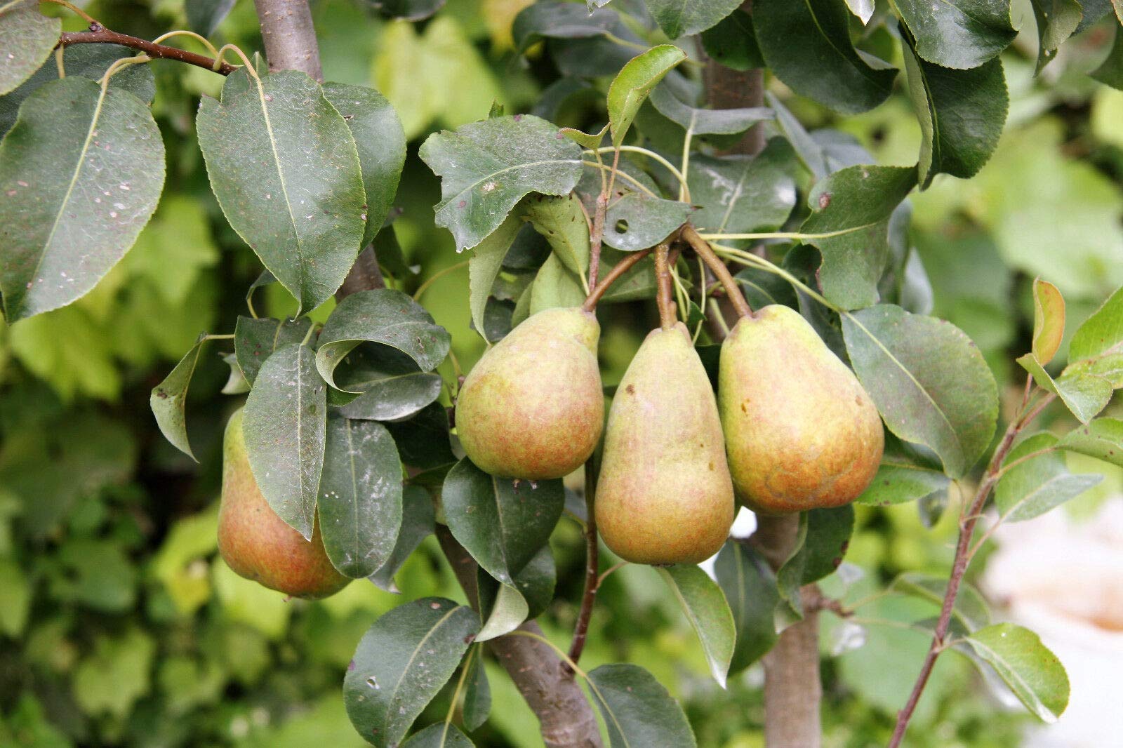 European Pear Tree Pyrus Communis Fruit Seeds - White Flowers / Green Fruit rasa1ca (25 Seeds)