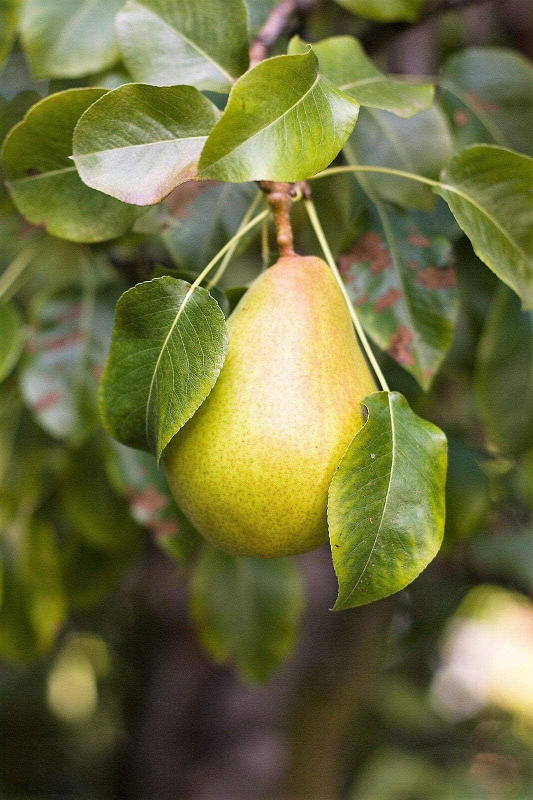 European Pear Tree Pyrus Communis Fruit Seeds - White Flowers / Green Fruit rasa1ca (25 Seeds)