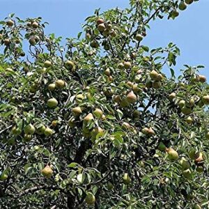 European Pear Tree Pyrus Communis Fruit Seeds - White Flowers / Green Fruit rasa1ca (25 Seeds)