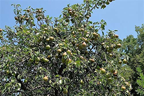 European Pear Tree Pyrus Communis Fruit Seeds - White Flowers / Green Fruit rasa1ca (25 Seeds)