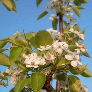 European Pear Tree Pyrus Communis Fruit Seeds - White Flowers / Green Fruit rasa1ca (25 Seeds)