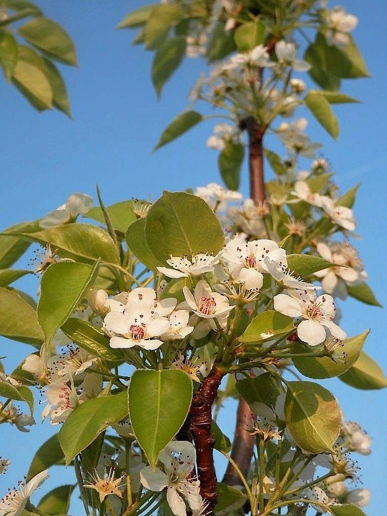 European Pear Tree Pyrus Communis Fruit Seeds - White Flowers / Green Fruit rasa1ca (25 Seeds)