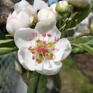 European Pear Tree Pyrus Communis Fruit Seeds - White Flowers / Green Fruit rasa1ca (25 Seeds)