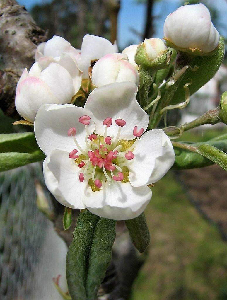 European Pear Tree Pyrus Communis Fruit Seeds - White Flowers / Green Fruit rasa1ca (25 Seeds)